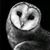 Lisa Morford's profile image