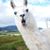 Mark Chapin's profile image