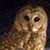 Sue Hartman's profile image