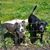 Chelsi Brawley's profile image