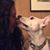 Kisha Hamilton's profile image
