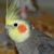Alice Sliwa's profile image