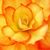 Linda Milot's profile image
