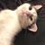 Abby Barringer's profile image