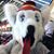 Dennis Reginato's profile image