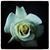 Greg Gross's profile image