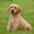 Laura Rosales's profile image