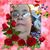 Cynthia Schlitz's profile image