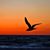 Lindy Kosydar's profile image