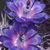 Cindy Hoppe Almazan's profile image