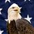 Rick R. Trask's profile image