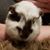 Shannon Truden's profile image