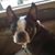 Debi Pacheco Furtado's profile image