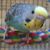 Nancy Todaro's profile image