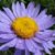 Elizabeth Morrissey's profile image