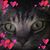Deborah Matthews's profile image