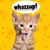 Josue Arellano's profile image