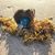 Liz Ackerman - Phillips's profile image