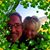 Julie Trice's profile image