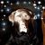 Rachel Buffin Wingeier's profile image