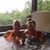 Sharon Suzanne's profile image