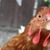 Katie Vetsch Bates's profile image