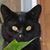 Diane Haggblad's profile image