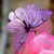 Sue Johnson's profile image