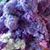 Phyllis Connell-Poulin's profile image