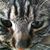 Sheryl Colley's profile image
