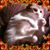 Michelle Johnson's profile image