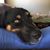 Lori Rhea Schatz's profile image