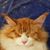Neil Clark's profile image