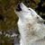 Tom Witting's profile image