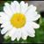 Susan Hall McCord's profile image