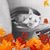Meri Cervantes's profile image