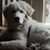 Carol Buck's profile image