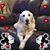 Carol Tippit's profile image