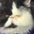 Robert Green's profile image