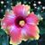 Shari Elledge Palmer's profile image
