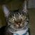 Ann McClain's profile image