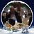 Carol Terracina's profile image