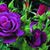 Kimberly Giles Kapellusch's profile image