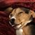 Karen Cutler's profile image