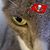 Marcia Staats Romasco's profile image
