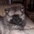 Marilane Butler Bergfelt's profile image