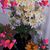 Laurie Davis's profile image