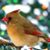 Kat Lucas Lengle's profile image