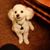 Cynthia Eyer Dixon's profile image