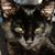 Tim Francis's profile image